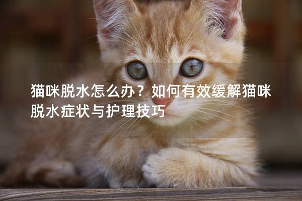 猫咪脱水怎么办？如何有效缓解猫咪脱水症状与护理技巧
