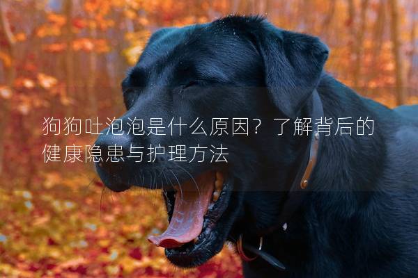 狗狗吐泡泡是什么原因？了解背后的健康隐患与护理方法