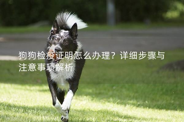 狗狗检疫证明怎么办理？详细步骤与注意事项解析