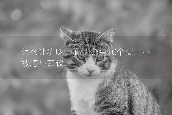 怎么让猫咪开心，分享10个实用小技巧与建议