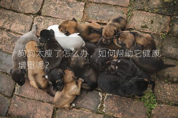 狗狗太瘦了怎么办，如何帮助它健康增重呢？