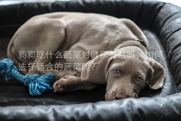 狗狗吃什么蔬菜对健康有益吗，如何选择适合的蔬菜呢？