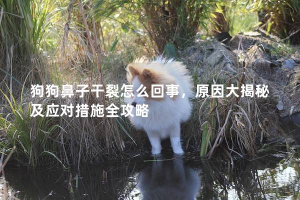 狗狗鼻子干裂怎么回事，原因大揭秘及应对措施全攻略