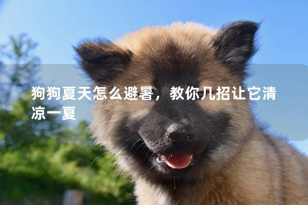 狗狗夏天怎么避暑，教你几招让它清凉一夏