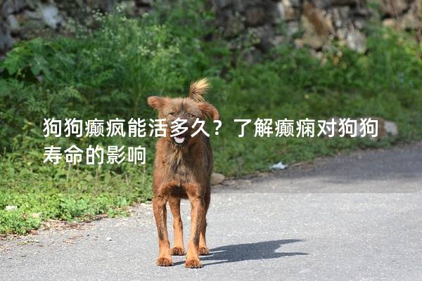 狗狗癫疯能活多久？了解癫痫对狗狗寿命的影响