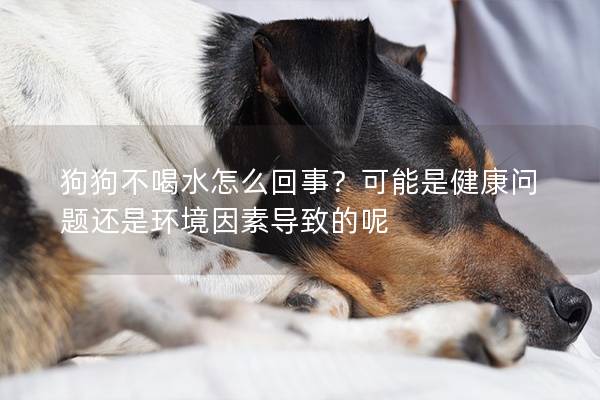 狗狗不喝水怎么回事？可能是健康问题还是环境因素导致的呢