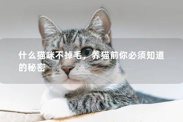 什么猫咪不掉毛，养猫前你必须知道的秘密