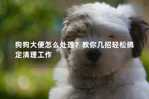 狗狗大便怎么处理？教你几招轻松搞定清理工作