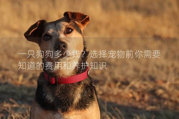 一只狗狗多少钱？选择宠物前你需要知道的费用和养护知识