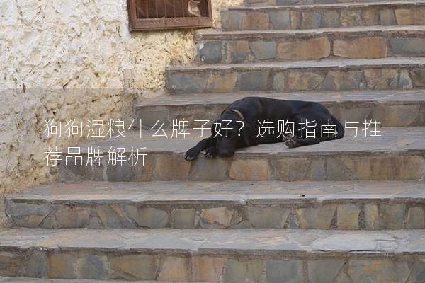 狗狗湿粮什么牌子好？选购指南与推荐品牌解析