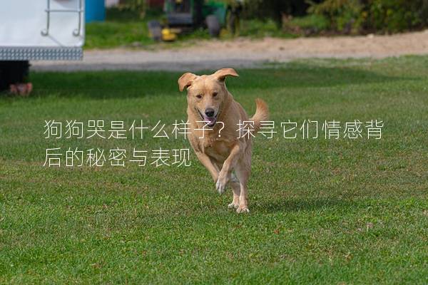 狗狗哭是什么样子？探寻它们情感背后的秘密与表现