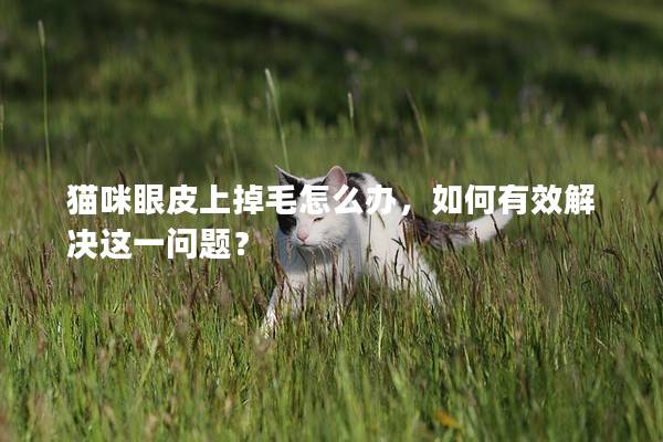 猫咪眼皮上掉毛怎么办，如何有效解决这一问题？