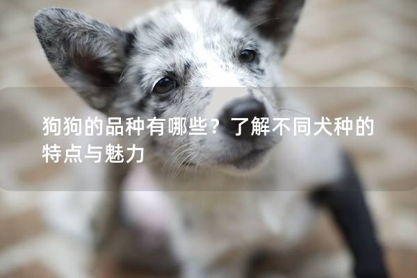 狗狗的品种有哪些？了解不同犬种的特点与魅力