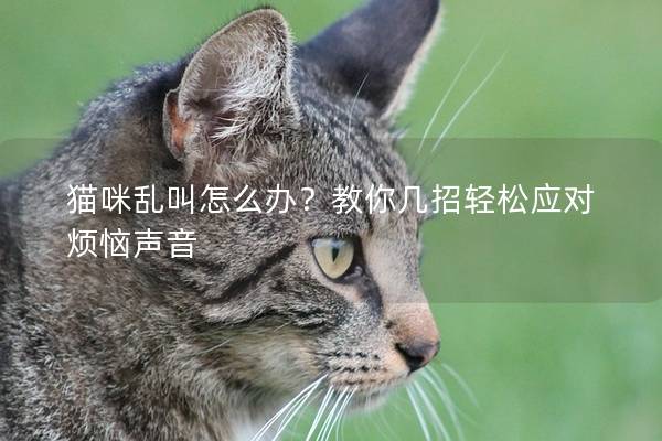 猫咪乱叫怎么办？教你几招轻松应对烦恼声音