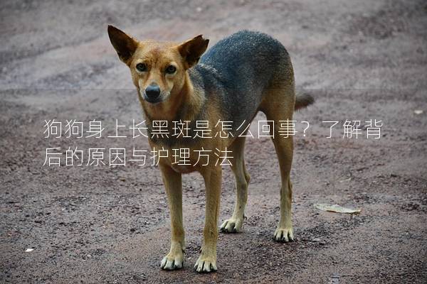 狗狗身上长黑斑是怎么回事？了解背后的原因与护理方法