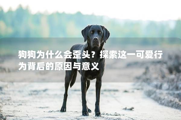 狗狗为什么会歪头？探索这一可爱行为背后的原因与意义