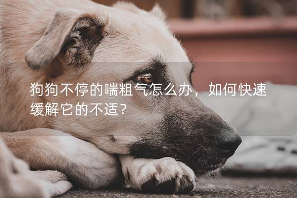 狗狗不停的喘粗气怎么办，如何快速缓解它的不适？