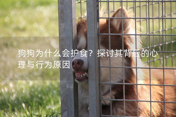 狗狗为什么会护食？探讨其背后的心理与行为原因