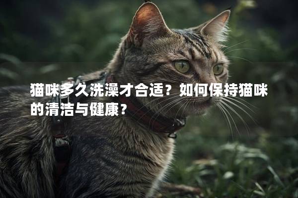 猫咪多久洗澡才合适？如何保持猫咪的清洁与健康？