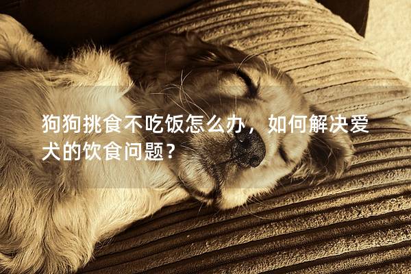 狗狗挑食不吃饭怎么办，如何解决爱犬的饮食问题？