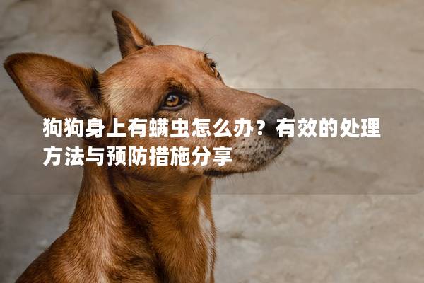 狗狗身上有螨虫怎么办？有效的处理方法与预防措施分享