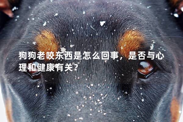 狗狗老咬东西是怎么回事，是否与心理和健康有关？