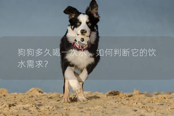 狗狗多久喝一次水，如何判断它的饮水需求？