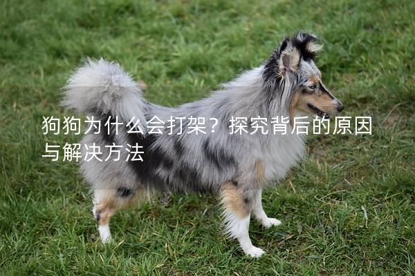 狗狗为什么会打架？探究背后的原因与解决方法