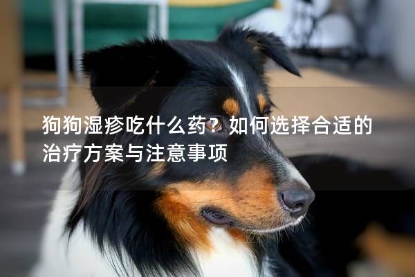 狗狗湿疹吃什么药？如何选择合适的治疗方案与注意事项