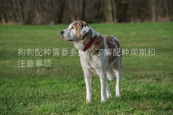狗狗配种需要多久？了解配种周期和注意事项