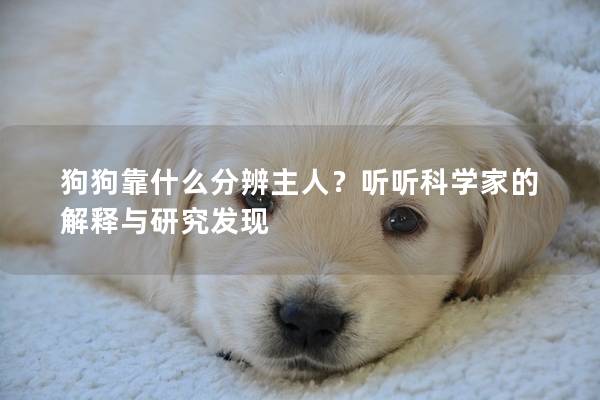 狗狗靠什么分辨主人？听听科学家的解释与研究发现