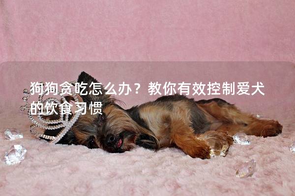 狗狗贪吃怎么办？教你有效控制爱犬的饮食习惯
