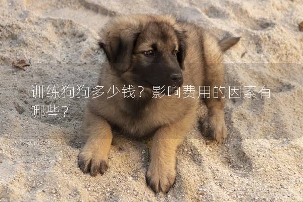 训练狗狗多少钱？影响费用的因素有哪些？