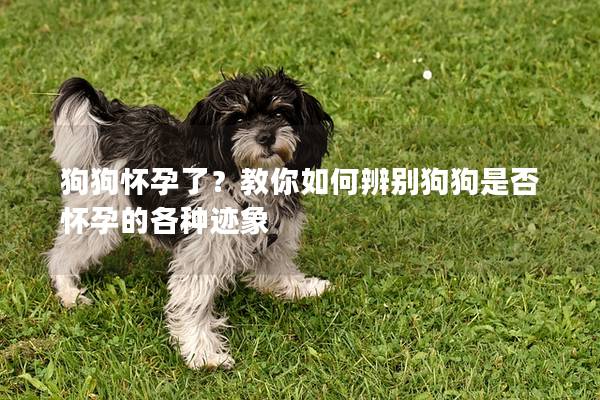 狗狗怀孕了？教你如何辨别狗狗是否怀孕的各种迹象
