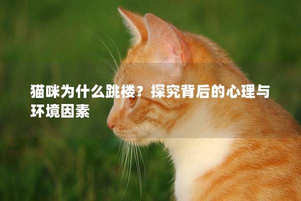猫咪为什么跳楼？探究背后的心理与环境因素