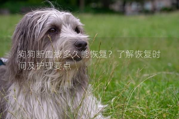 狗狗断血线多久能恢复？了解恢复时间及护理要点