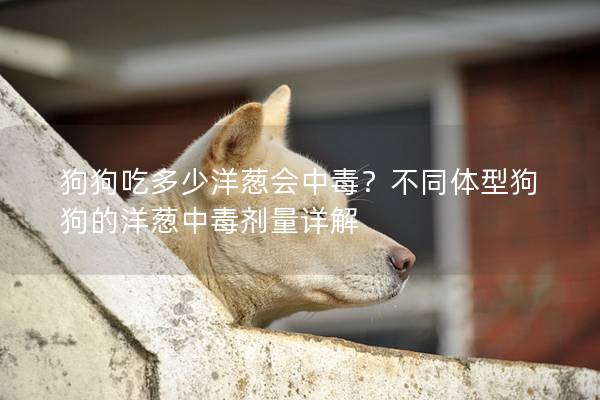狗狗吃多少洋葱会中毒？不同体型狗狗的洋葱中毒剂量详解