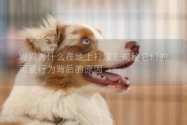 狗狗为什么在地上打滚？揭秘它们的可爱行为背后的原因