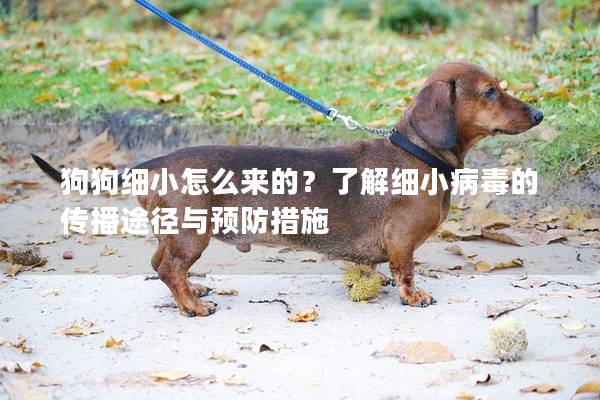 狗狗细小怎么来的？了解细小病毒的传播途径与预防措施