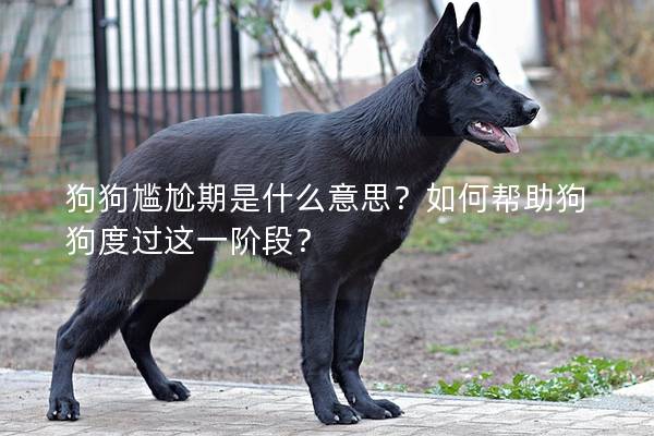 狗狗尴尬期是什么意思？如何帮助狗狗度过这一阶段？