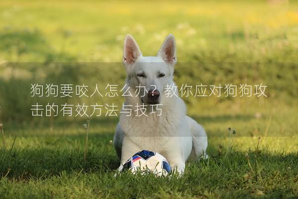 狗狗要咬人怎么办？教你应对狗狗攻击的有效方法与技巧