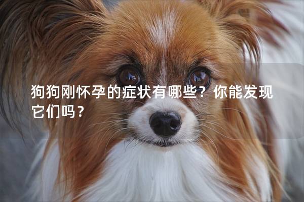 狗狗刚怀孕的症状有哪些？你能发现它们吗？