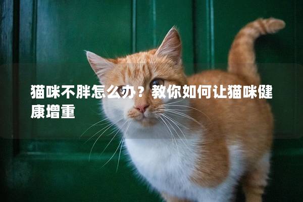 猫咪不胖怎么办？教你如何让猫咪健康增重