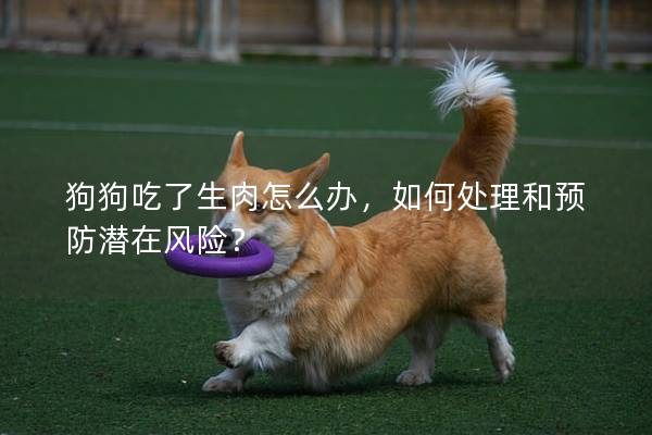 狗狗吃了生肉怎么办，如何处理和预防潜在风险？