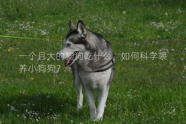 一个月大的狗狗吃什么，如何科学喂养小狗狗？