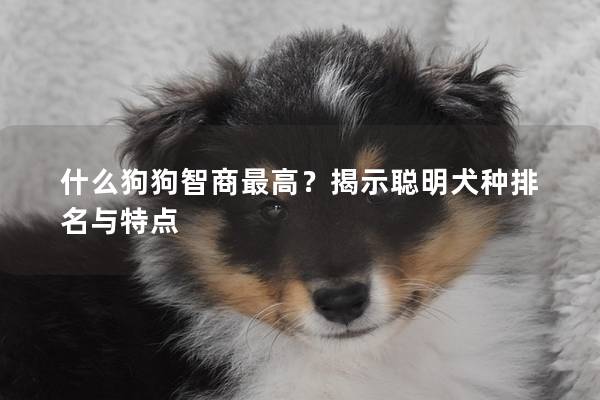 什么狗狗智商最高？揭示聪明犬种排名与特点
