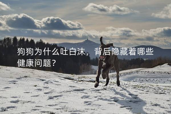 狗狗为什么吐白沫，背后隐藏着哪些健康问题？