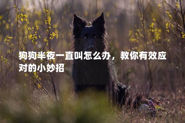 狗狗半夜一直叫怎么办，教你有效应对的小妙招