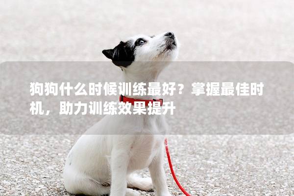 狗狗什么时候训练最好？掌握最佳时机，助力训练效果提升
