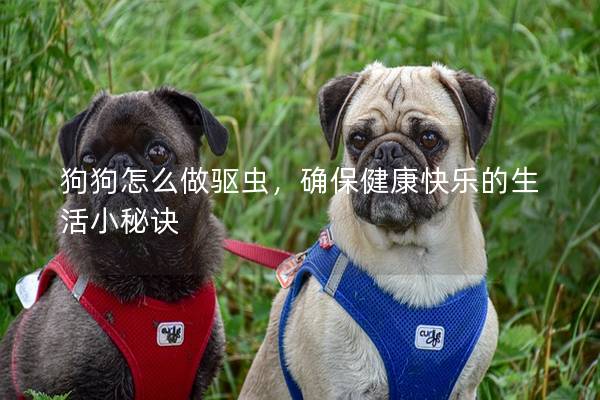 狗狗怎么做驱虫，确保健康快乐的生活小秘诀